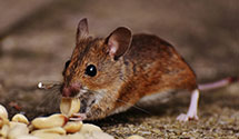 24 Hour & Emergency Exterminators in Prattville, AL